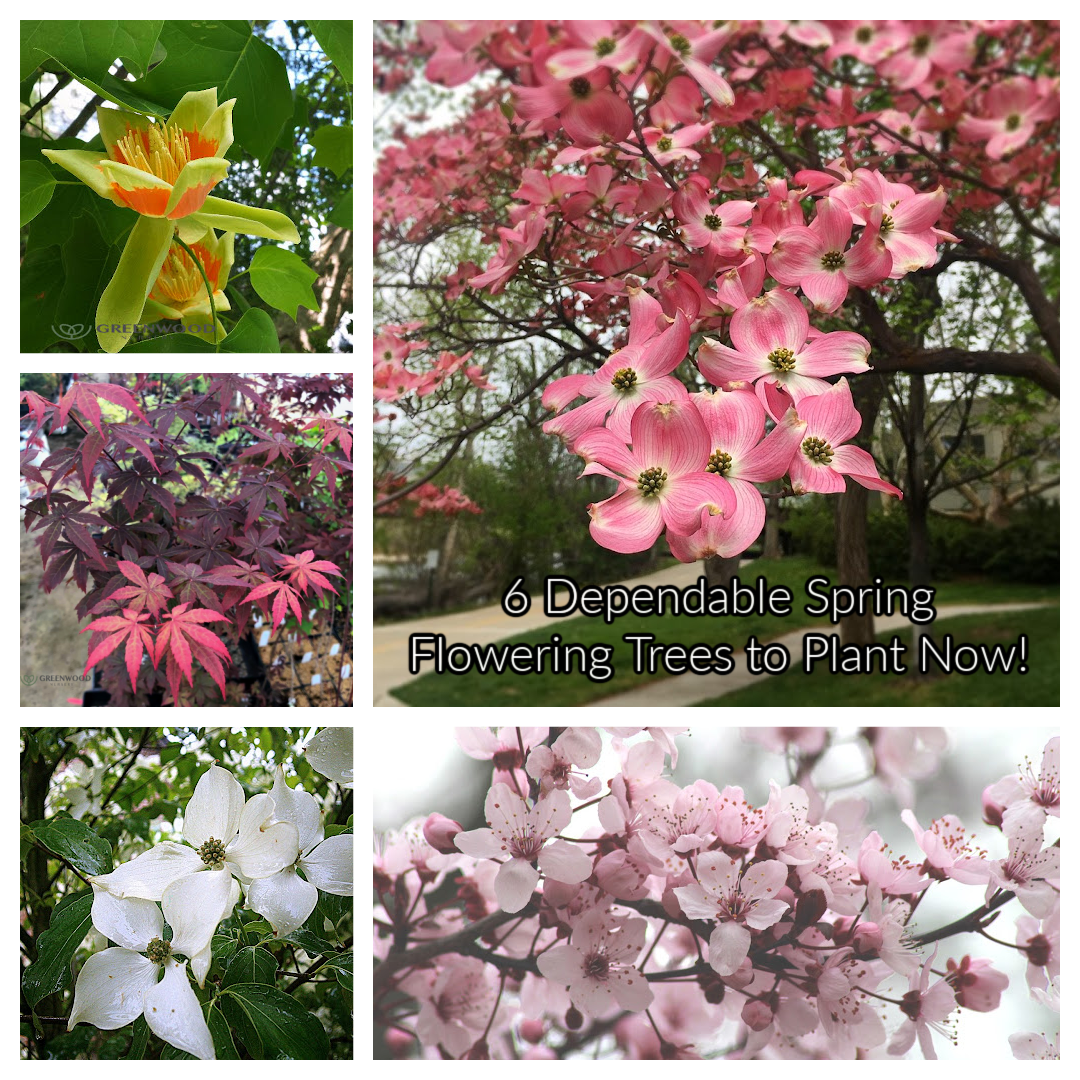 6 dependable spring flowering trees for your yard